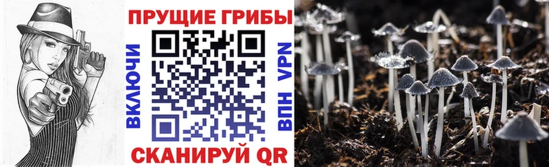 Купить закладки Болгар Псилоцибиновые грибы Psilocybine cubensis